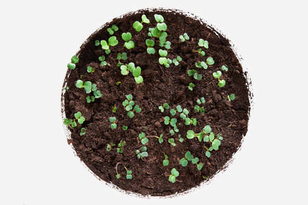 new green sprouts or seedling of spinach leaves for lettuce and for food closeup and isolated in a circle on an empty white backgroundの写真素材