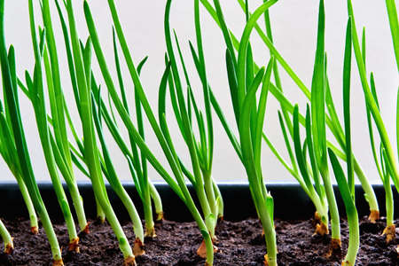 new young green sprouts seedlings or feathers of onions closeup for lettuce and for foodの写真素材