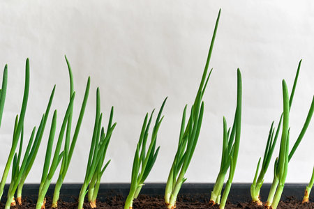 new young green sprouts seedlings or feathers of onions closeup for lettuce and for foodの写真素材