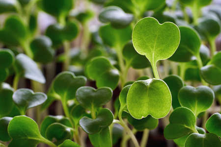 small green spinach leaves closeup for abstract natural backgroundの写真素材