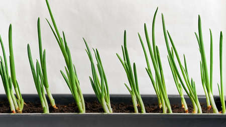 new young green sprouts seedlings or feathers of onions closeup for lettuce and for foodの写真素材