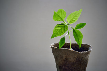 one green plant of pepper seedlings in a peat pot close-up and isolated on an empty and clean backgroundの写真素材