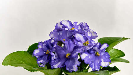 floral group of lilac white violets on a clean and empty light background close-upの写真素材