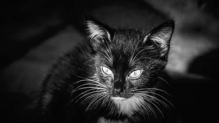 one small black kitten with large eyes closeup and looks closely in front of itselfの写真素材