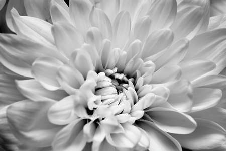 one flower of a white chrysanthemum close-up for an abstract background of monochrome toneの写真素材