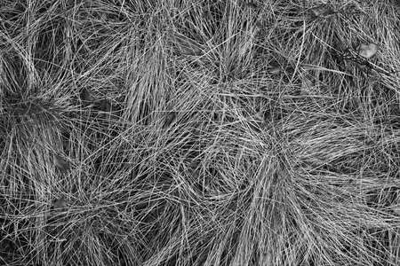 abstract dry grass close-up for textured background or monochrome wallpaperの写真素材