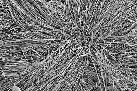 abstract texture of wild grass close-up for monochrome toneの写真素材
