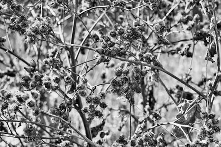 branches and tufts of a dry thorny plant with an abstract natural pattern for the background or for wallpaperの写真素材