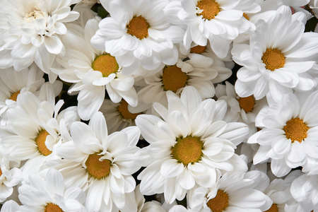 blooming white chrysanthemums closeup for background or wallpaperの写真素材
