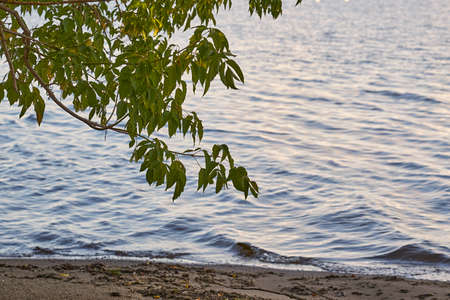 tree branch with green leaves closeup in the foreground and against the background of waterの写真素材