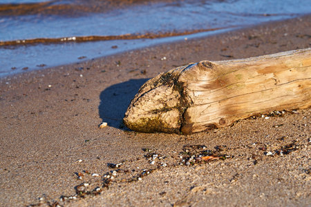 abstract trunk of an old tree close-up on a sandy shoreの写真素材