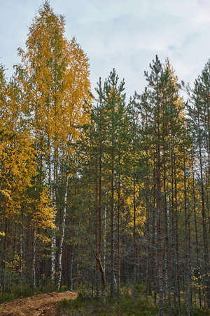 autumn forest landscape with trees in the foreground for a natural backgroundの写真素材