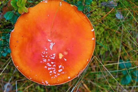 one large red head or cap of a wild forest mushroom fly agaric against a background of green grassの写真素材