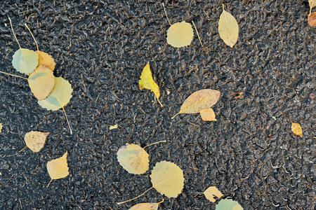 fallen old yellow foliage on black wet asphalt for abstract backgroundの写真素材