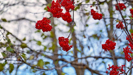 bunches of red rowan berries in the foreground and on branches without leavesの写真素材
