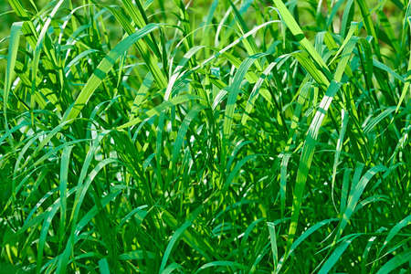 green grass closeup for natural background or for wallpaperの写真素材