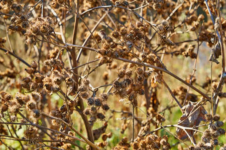 abstract prickly dry grass or plant for natural backgroundの写真素材