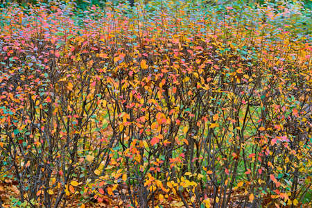 Branching bush with spotty speckled autumn foliage close-up for backgroundの写真素材
