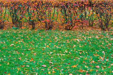 Bushes with spotted speckled autumn foliage on green lawn for backgroundの写真素材