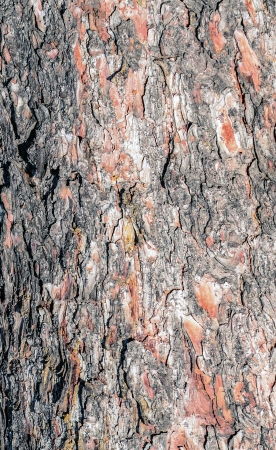 Bark textureの写真素材