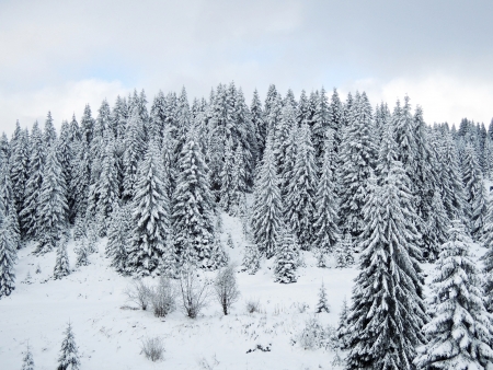 Beautiful winter landscape with snow covered treesの写真素材