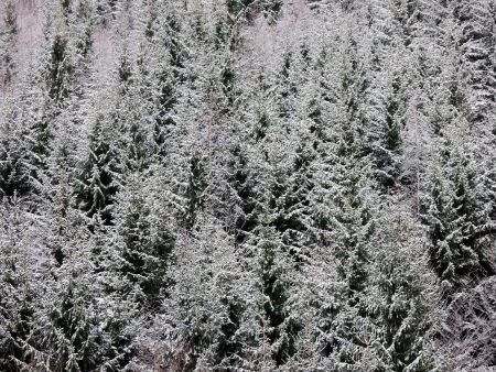 Winter forest backgroundの写真素材