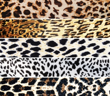 Set of Leopard textures の写真素材