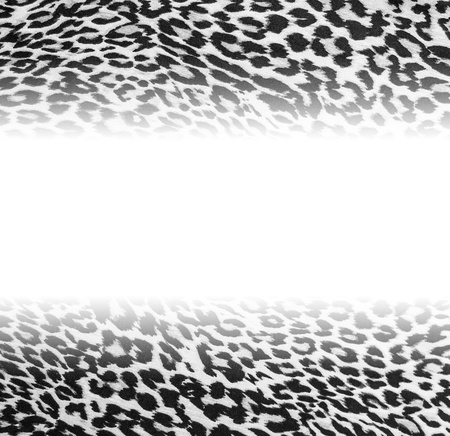 Leopard background with empty spaceの写真素材