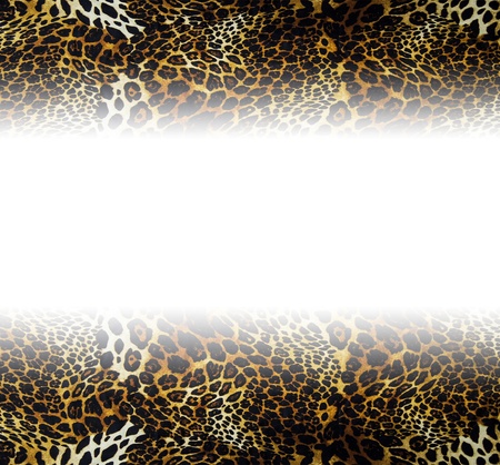 Leopard texture with empty spaceの写真素材