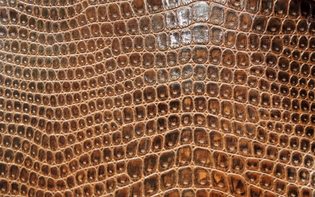Abstract brown snake skinの写真素材