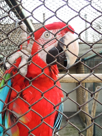 Beautiful Ara parrot in zooの写真素材