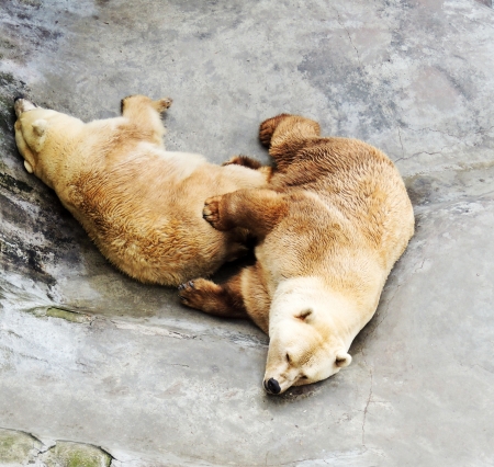 Closed two polar bear in zooの写真素材