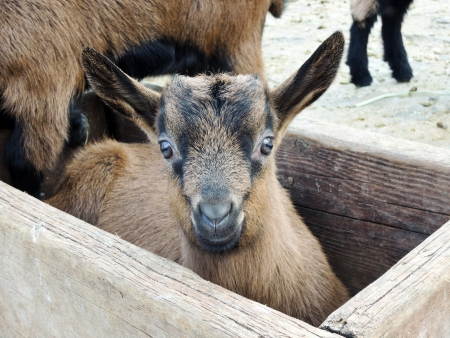 Cute baby goatの写真素材
