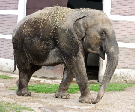 Dirty elephant in zooの写真素材