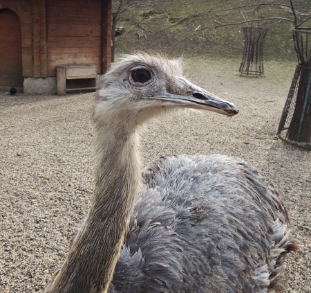 Ostrich in zooの写真素材