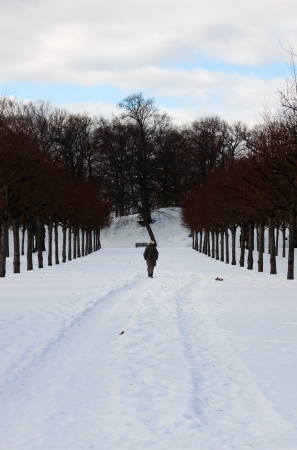 Trees covered with snow and a man walkingの写真素材