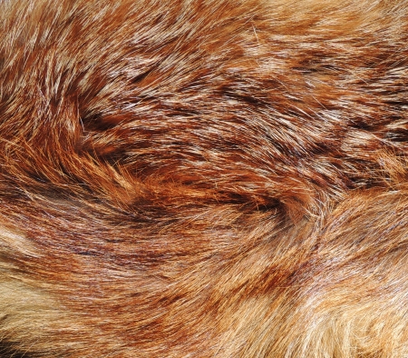 Fox fur backgroundの写真素材