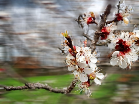 spring tree background, a close-up of white cherry flowersの写真素材