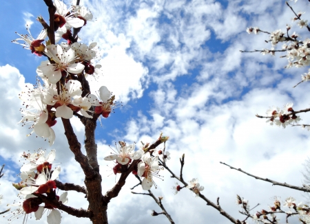 White cherry tree flowers in springの写真素材