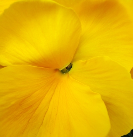 Yellow pansy flower macroの写真素材
