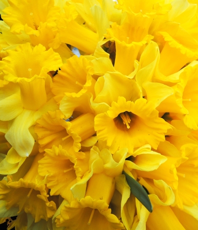 Yellow narcissusの写真素材