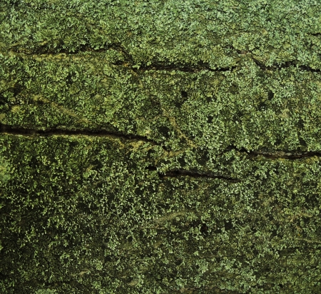 Lichen tree backgroundの写真素材