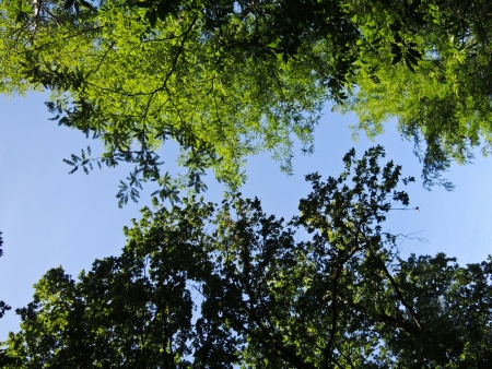 Trees branches on blue skyの写真素材
