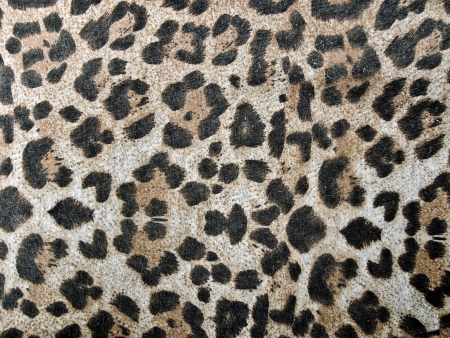 Abstract leopard textureの写真素材