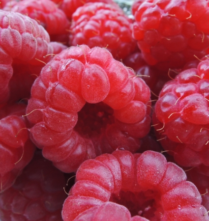 ripe red raspberry macroの写真素材