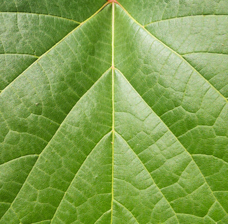 Green leaf macro texture