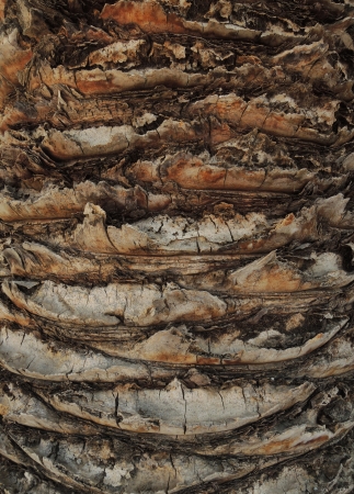 Palm tree trunk background

の写真素材