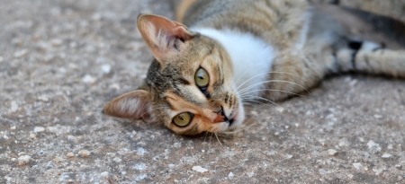 Serious cat relaxing on the roadの写真素材
