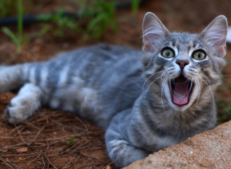 Smiling and suprised catの写真素材