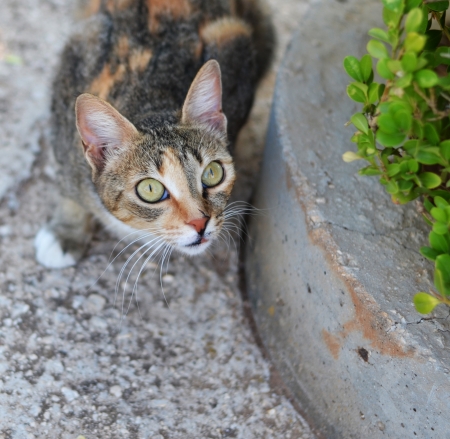 Suprised cat の写真素材